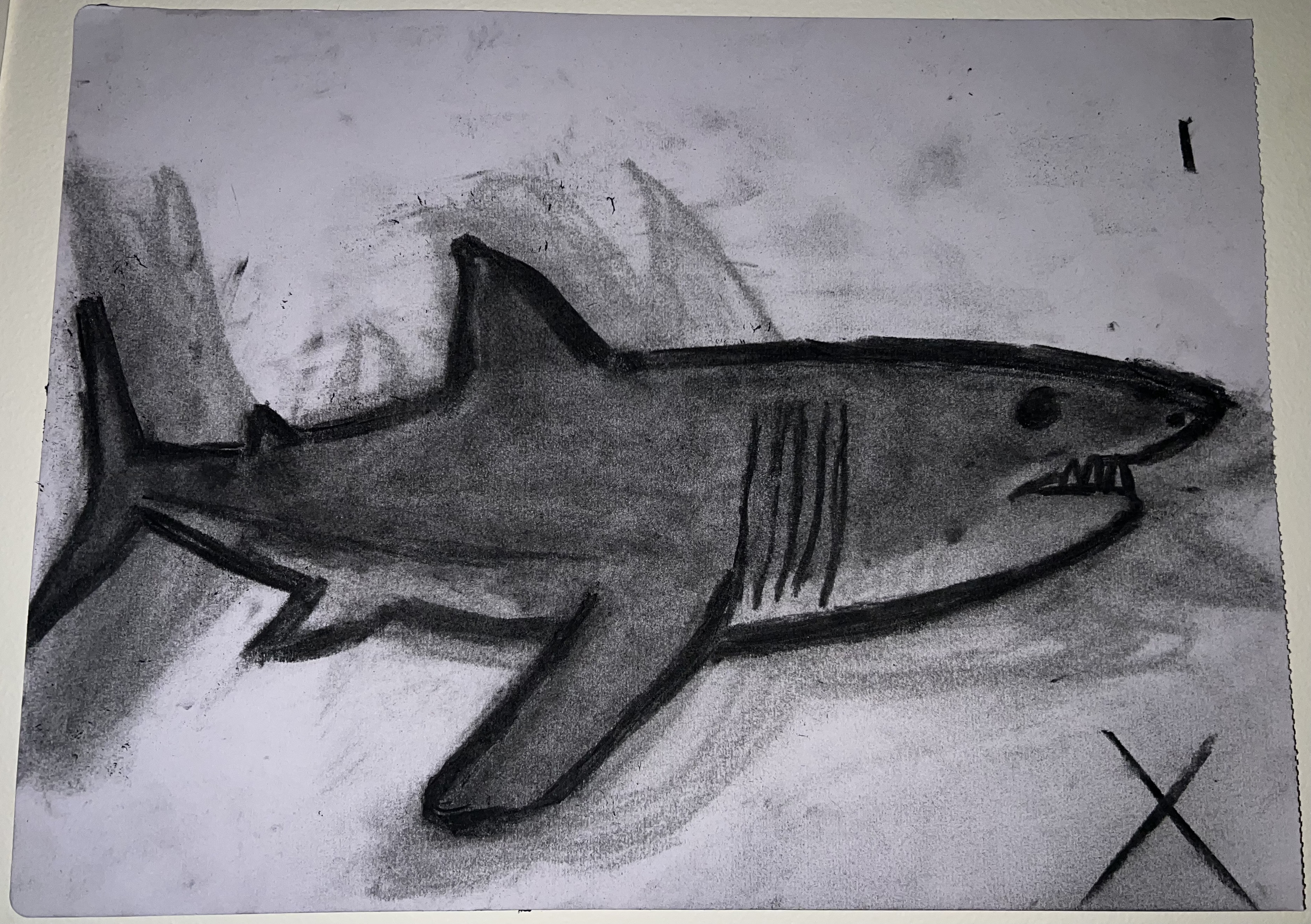 great white shark from the side