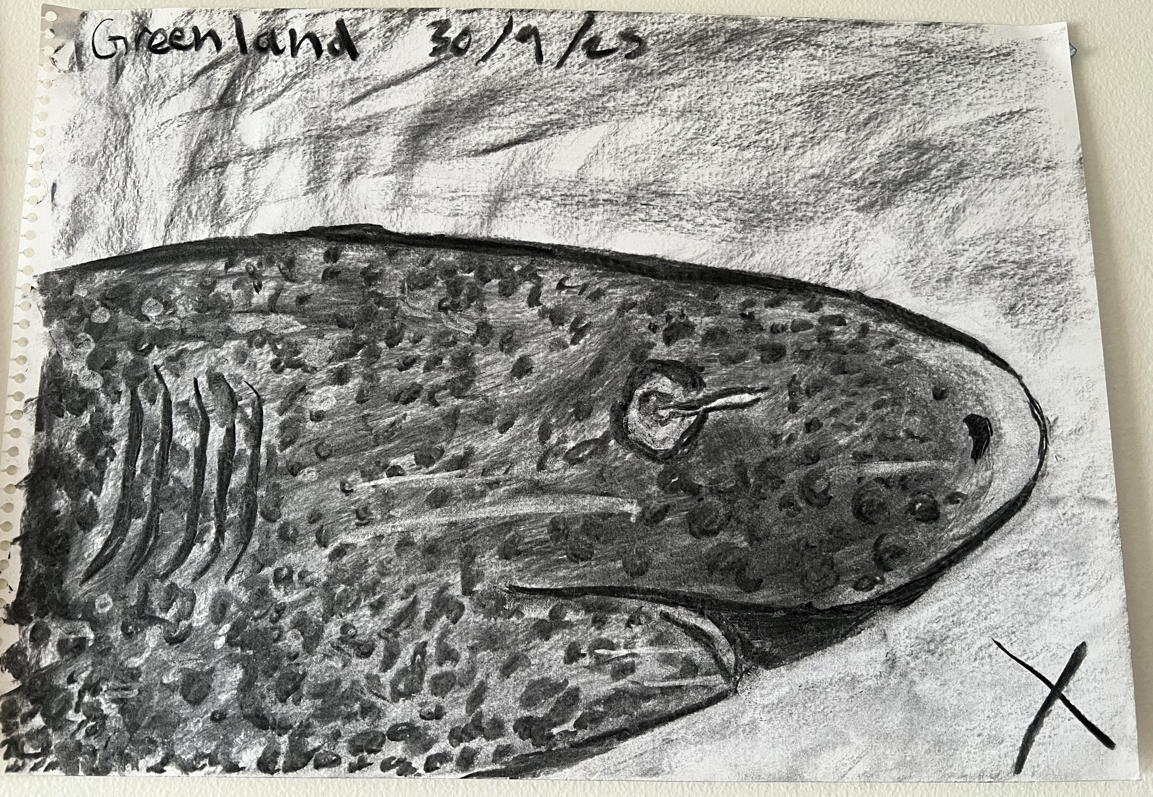 greenland shark from the side