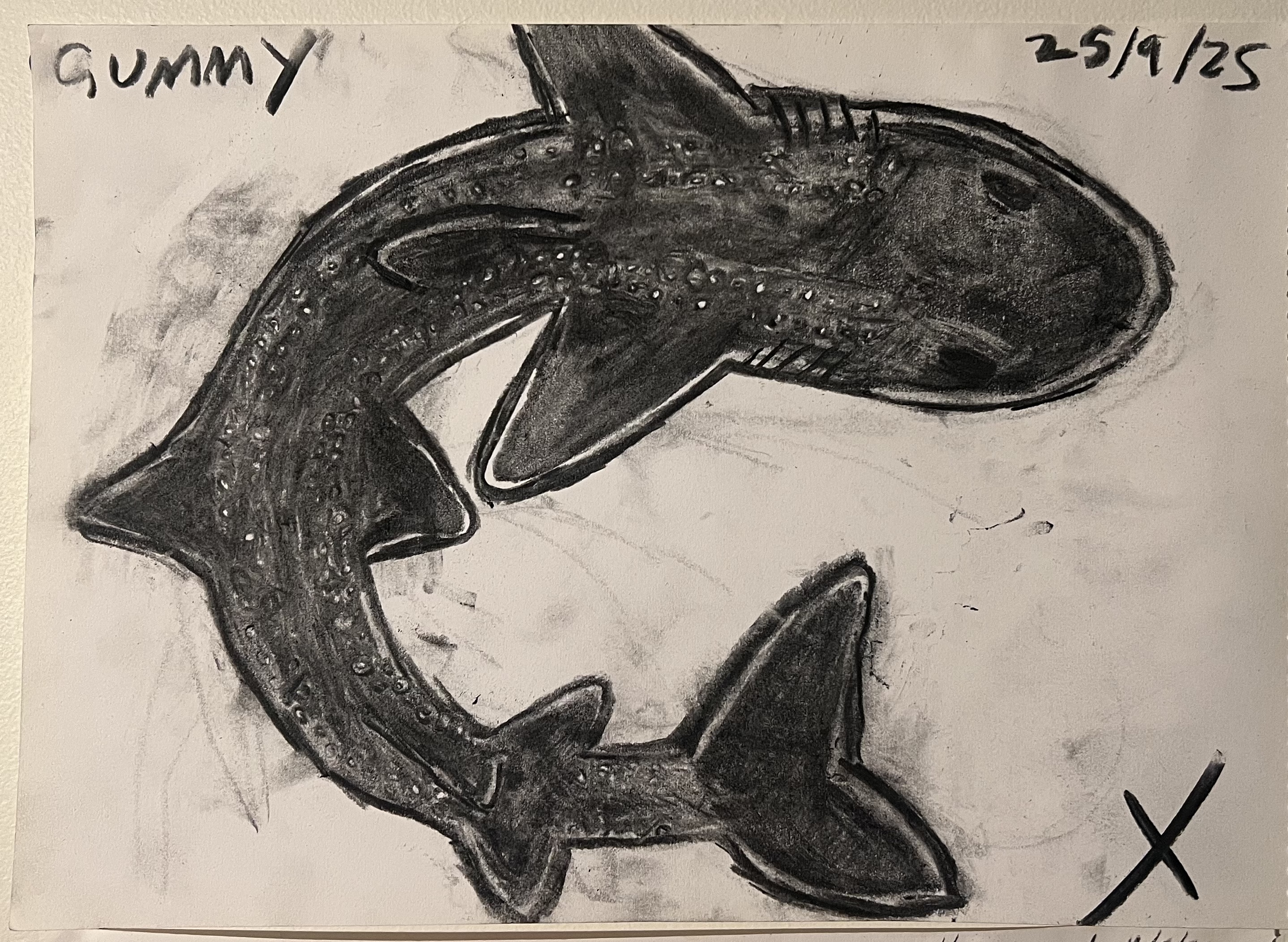 gummy shark from above