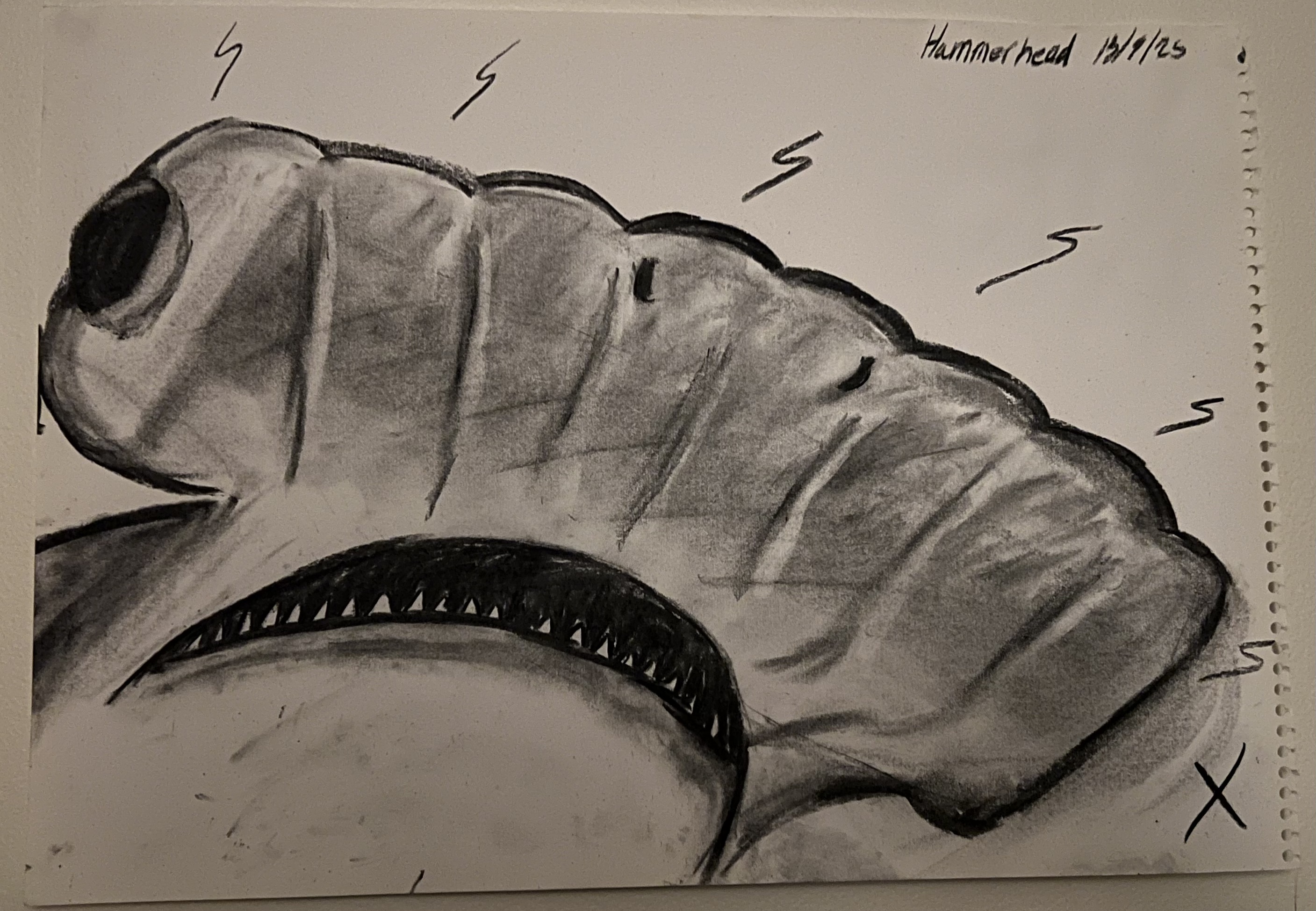 hammerhead shark from the mouth up