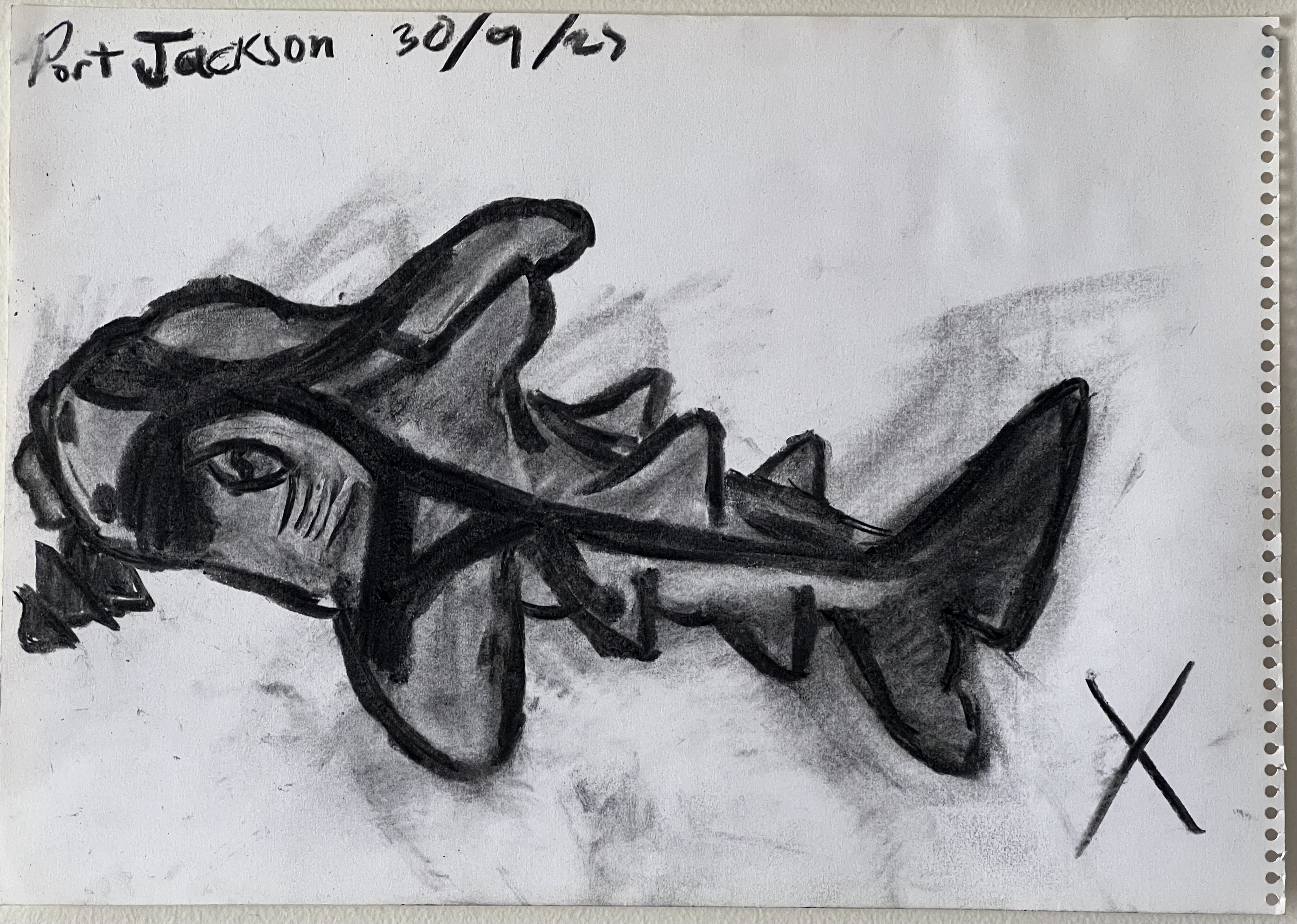 port jackson shark from the side, with egg in its mouth