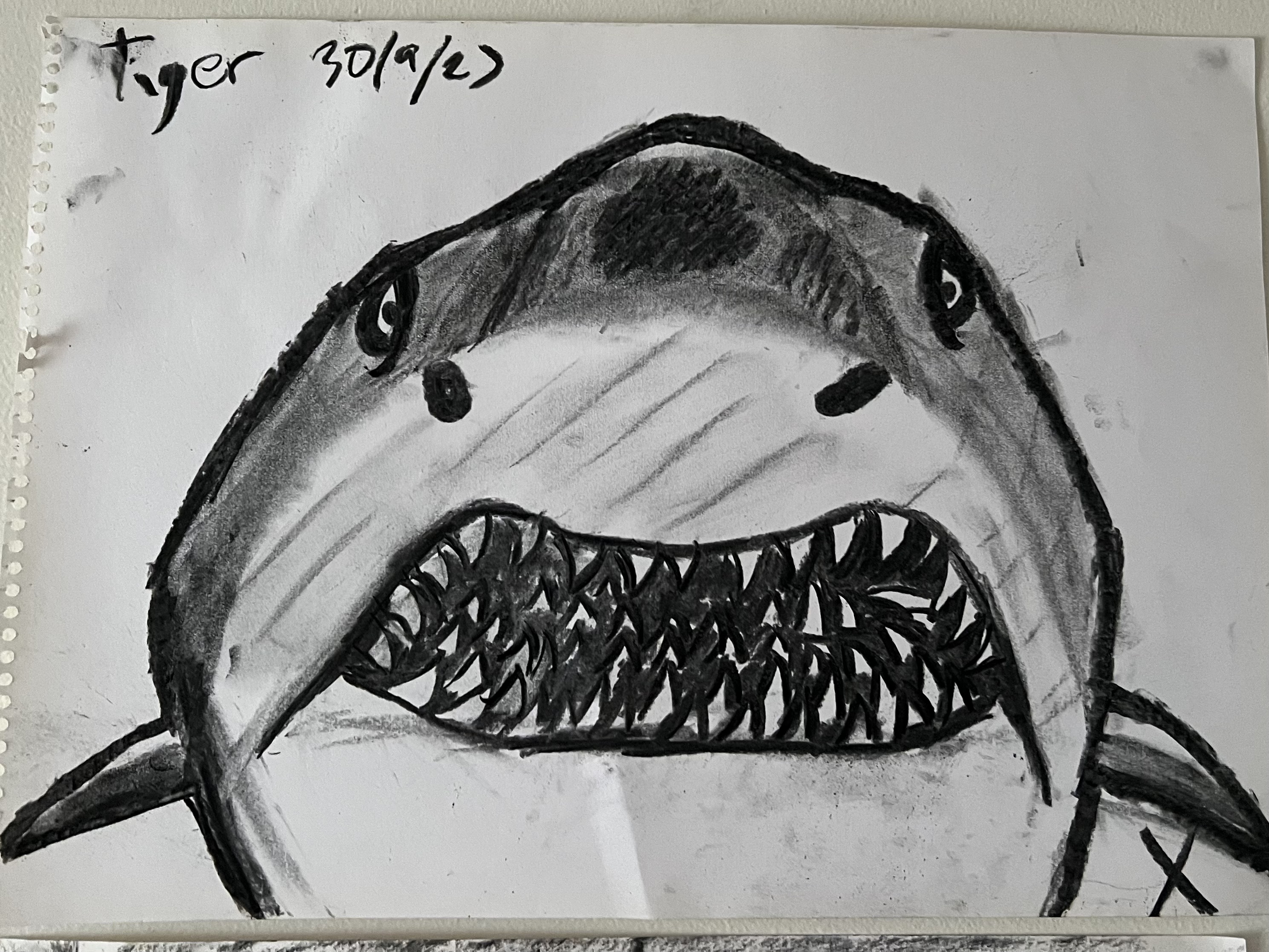 tiger shark swimming towards viewer