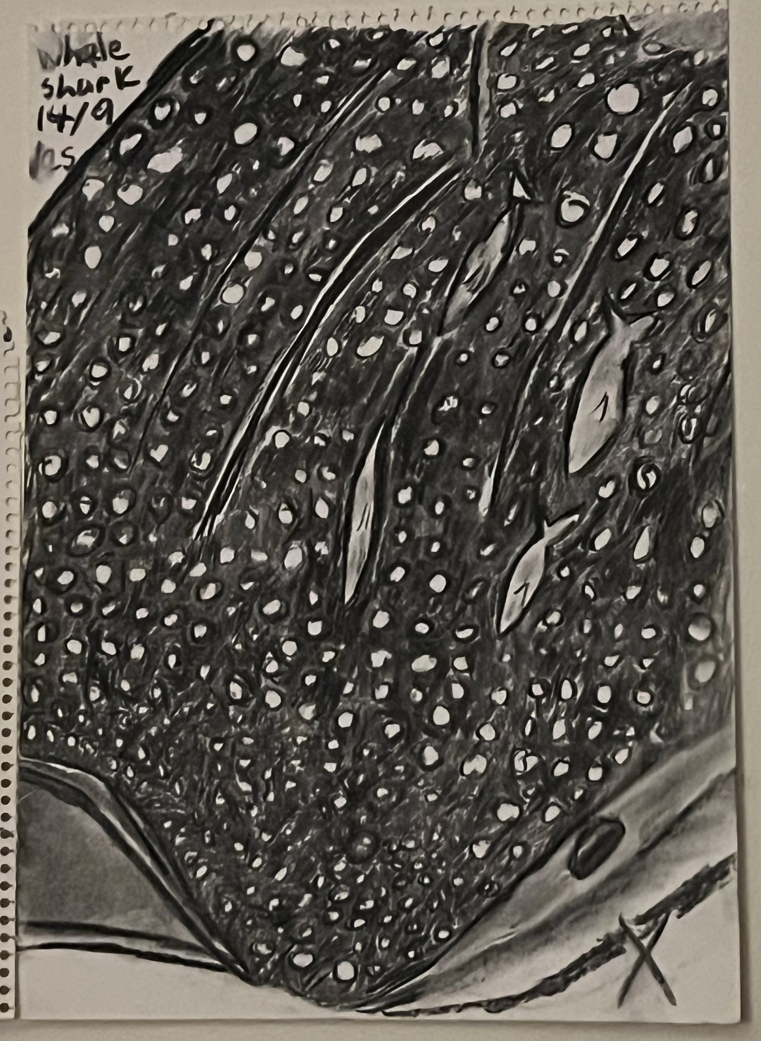 whale shark from above